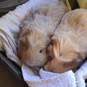 Picture of Melody, Buttercup, Hazel and Rose