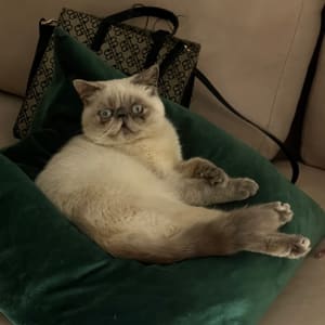 Picture of Sheeba