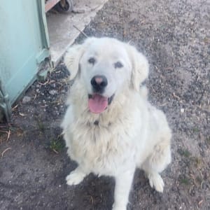 Picture of Polo