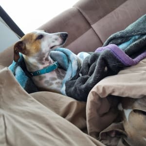 Picture of FRANKIE