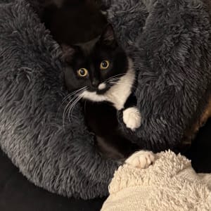 Picture of Jasmine