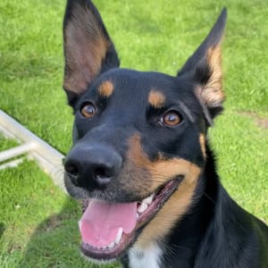 Picture of Penny