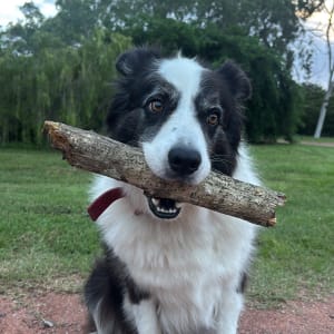 Picture of Buddy