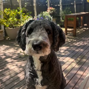 Picture of Paddy