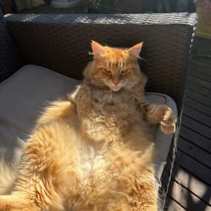 Picture of Ollie