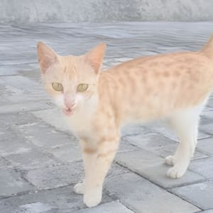 Picture of Ginger (Gingi)