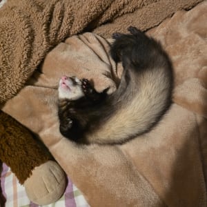 Picture of Bash