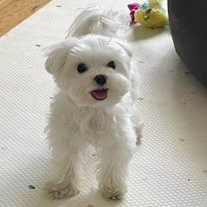 Picture of Momo