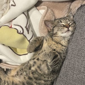 Picture of Dudu