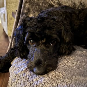 Picture of Kali