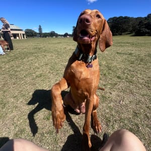 Picture of Lola