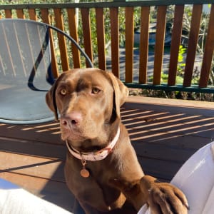 Picture of Dixie