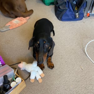 Picture of Bentley