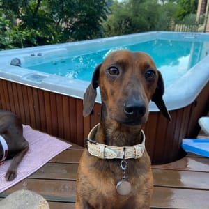 Picture of Kobe