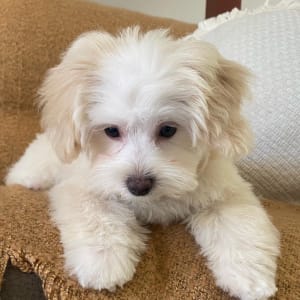 Picture of Ann Maree