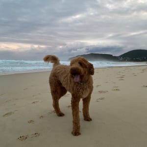 Picture of Monte