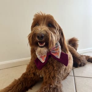 Picture of Scout