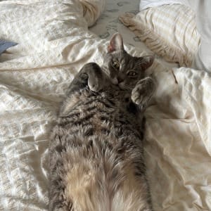 Picture of Toast
