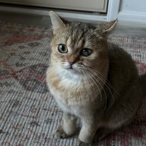 Picture of Mort