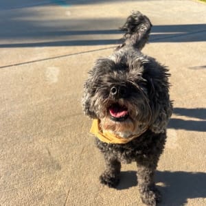 Picture of Liqourice