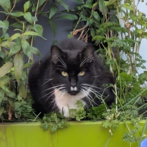 Picture of Chairman Meow