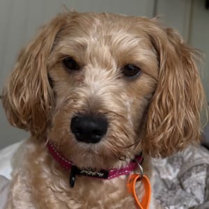Picture of Milo