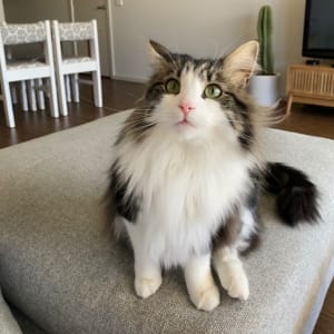 Picture of Monty