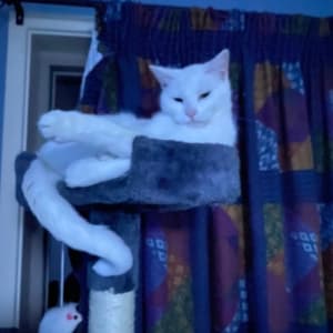 Picture of Snow ball