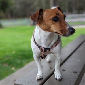 Picture of Ging Ging