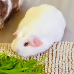 Picture of Snowy