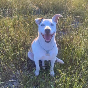 Picture of Ziggy