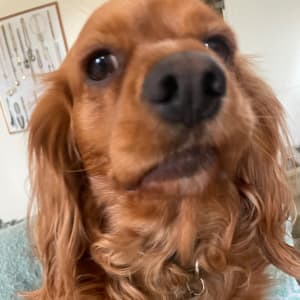Picture of Nugget