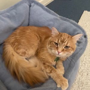 Picture of Coco