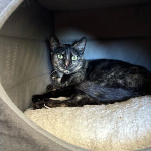 Picture of Lola