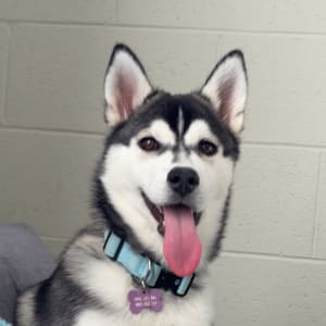 Picture of Nova