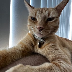 Picture of Lissy