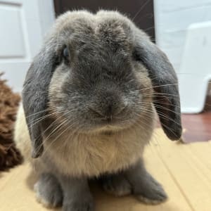 Picture of Buffy-Bun