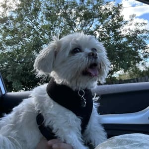 Picture of Ling Ling