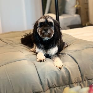 Picture of Frankie