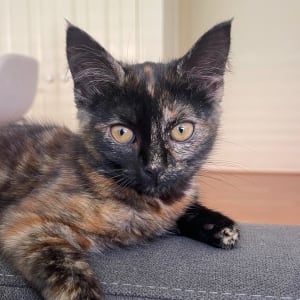 Picture of Chai Latte "Chacha"