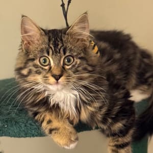 Picture of Sterling Archer