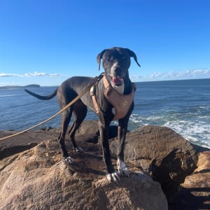Picture of Calypso