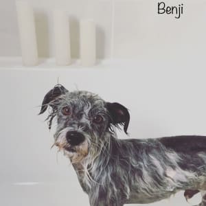 Picture of Benji