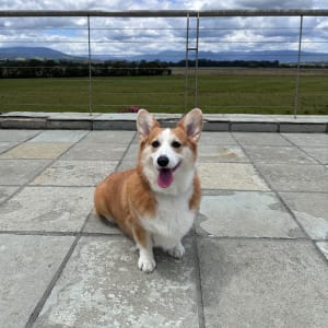 Picture of Maple