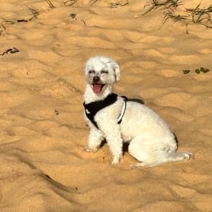 Picture of Molly
