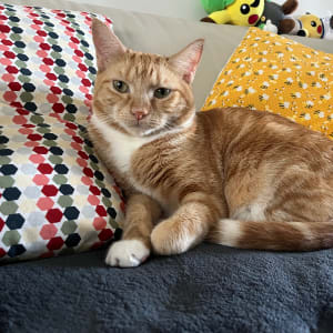 Picture of Sox