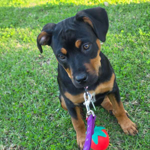 Picture of Luna