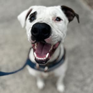 Picture of Quest