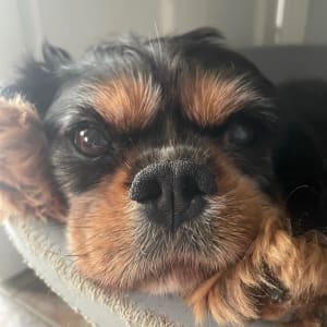 Picture of Biscuit