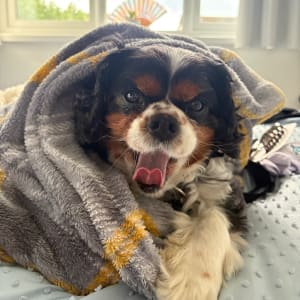 Picture of Ozzie